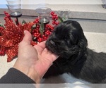 Small Photo #9 Cocker Spaniel Puppy For Sale in HODGENVILLE, KY, USA