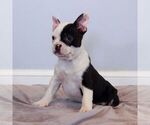 Small Photo #4 Faux Frenchbo Bulldog Puppy For Sale in NARVON, PA, USA
