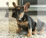 Small Photo #2 French Bulldog Puppy For Sale in PEMBROKE, KY, USA