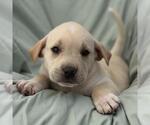 Small Labrador Retriever Mix