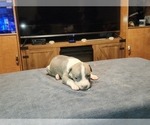 Small Photo #7 American Bully Puppy For Sale in WEST YORK, PA, USA