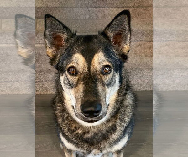 Medium Photo #5 Siberian Husky-Unknown Mix Puppy For Sale in McKinney, TX, USA