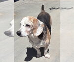 Small #5 Beagle