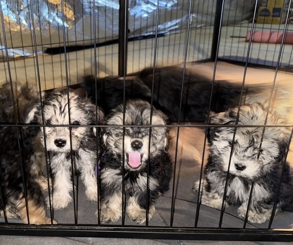 Medium Photo #2 Poodle (Standard)-Shorkie Tzu Mix Puppy For Sale in WHITE PLAINS, MD, USA