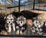 Small #1 Poodle (Standard)-Shorkie Tzu Mix