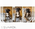 Small Photo #4 Boxer Puppy For Sale in COLUMBUS, OH, USA