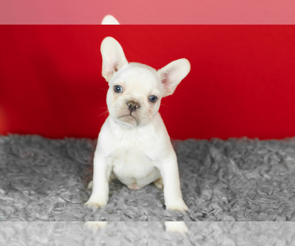 Medium Photo #1 French Bulldog Puppy For Sale in NAPPANEE, IN, USA