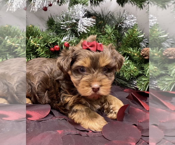 Medium Photo #6 Shorkie Tzu-Yorkshire Terrier Mix Puppy For Sale in SELLERSBURG, IN, USA