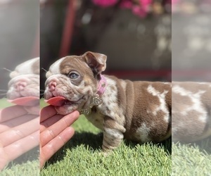 Bulldog Puppy for Sale in LOS ANGELES, California USA