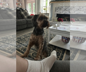 Father of the Poodle (Miniature)-YorkiePoo Mix puppies born on 11/17/2019