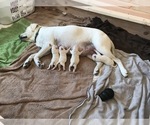 Small Photo #3 Labrador Retriever Puppy For Sale in ESCONDIDO, CA, USA