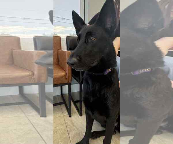 Medium Photo #7 German Shepherd Dog Puppy For Sale in Plantation, FL, USA