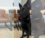 Small #6 German Shepherd Dog