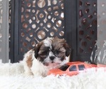 Small #4 Shih Tzu