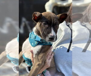 American Pit Bull Terrier-Unknown Mix Dogs for adoption in Spring Lake, NJ, USA