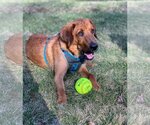 Small Photo #5 Labloodhound Puppy For Sale in New York, NY, USA