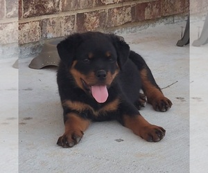 Rottweiler Puppy for sale in BYRON, GA, USA