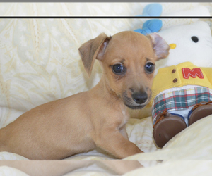 Dachshund Puppy for sale in SHILOH, OH, USA