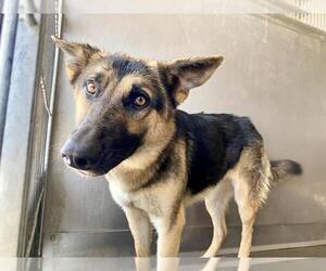 German Shepherd Dog Dogs for adoption in San Bernardino, CA, USA