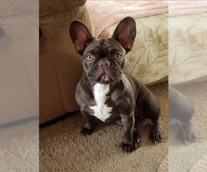Father of the French Bulldog puppies born on 11/20/2020