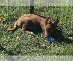German Shepherd Dog Puppy for sale in RIGA, MI, USA