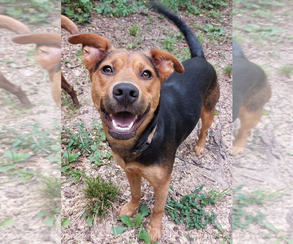 Medium Photo #3 Mountain Cur-Unknown Mix Puppy For Sale in Boston, MA, USA