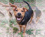 Small #2 Mountain Cur Mix