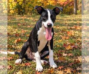 Mutt Dogs for adoption in Talladega, AL, USA