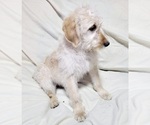 Small Photo #8 Labradoodle Puppy For Sale in VERGENNES, IL, USA