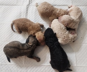 Poodle (Toy) Puppy for sale in WINSTON SALEM, NC, USA