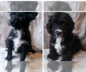 YorkiePoo Puppy for Sale in BURLINGTON, Massachusetts USA