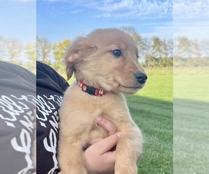 Golden Retriever Puppy for sale in DALEVILLE, IN, USA