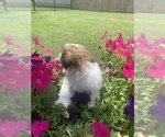 Small Photo #6 Shih Tzu Puppy For Sale in FORT WORTH, TX, USA