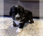 Puppy Pugsley Australian Mountain Dog