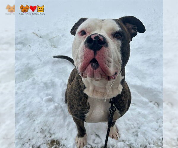 Medium Photo #1 American Bulldog-Unknown Mix Puppy For Sale in Center Township, PA, USA