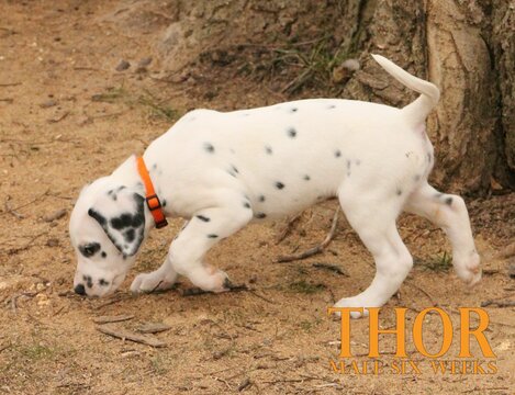 Medium Photo #45 Dalmatian Puppy For Sale in ENID, OK, USA