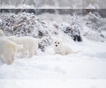 Small #7 Maremma Sheepdog