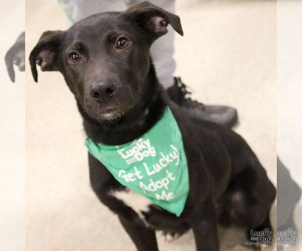 Medium Photo #7 Labrador Retriever-Unknown Mix Puppy For Sale in Washington, DC, USA