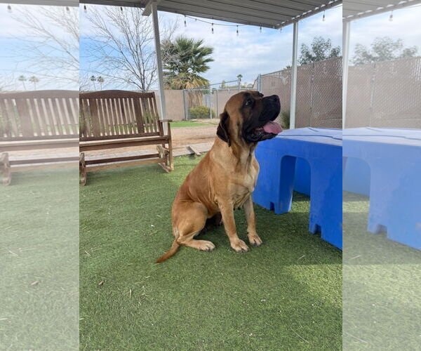 Medium Photo #8 Mastiff Puppy For Sale in Goodyear, AZ, USA