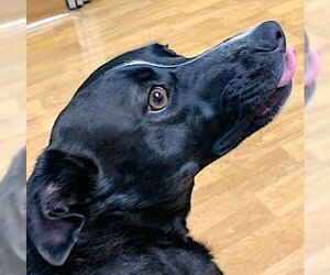 Labrador Retriever-Pembroke Welsh Corgi Mix Dogs for adoption in Mount Airy, NC, USA