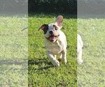 Puppy marge French Bulldog