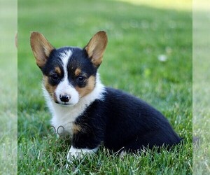 Pembroke Welsh Corgi Puppy for sale in PARADISE, PA, USA