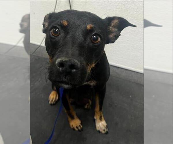 Medium Photo #1 Rottweiler-Unknown Mix Puppy For Sale in HESPERIA, CA, USA