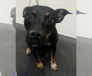 Rottweiler-Unknown Mix Dogs for adoption in HESPERIA, CA, USA