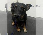Small Rottweiler Mix