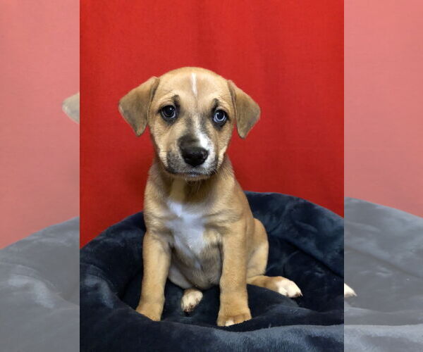 Medium Photo #3 Australian Shepherd-Unknown Mix Puppy For Sale in Hillsboro, MO, USA