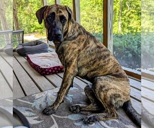 German Shepherd Dog-Mastiff Mix Dogs for adoption in Vail, AZ, USA