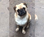 Small #1 Pug