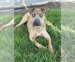Small Chinese Shar-Pei Mix