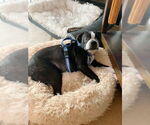Small #2 Boston Terrier